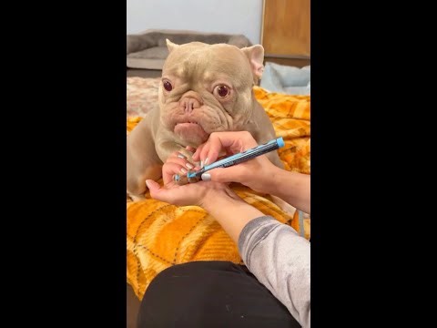 Painting My French Bulldogs Toenails Blue