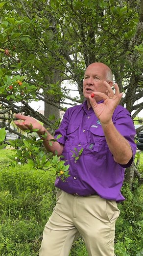 It’s mayhaw season in Louisiana. Learn about this native tree with LSU AgCenter horticulturist Ed Bush. #mayhaw #Louisiana #reels | LSU AgCenter