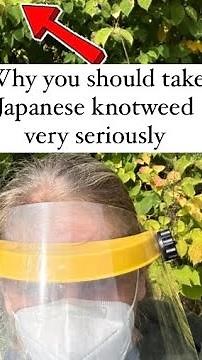 How And Why To Treat Japanese Knotweed