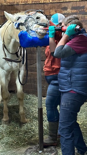 Today we had our horse veterinary dentist come to the Sanctuary. Horses are just like us humans: they need to have their teeth looked at and taken care of as well. Sometimes we get horses in that have never had any work done on their teeth. They have ulcers in their gums and are very thin because they can’t chew properly. That affects their digestion. We try to have the dentist out at least once a year to check everyone out, especially the new horses. Sometimes if a horse is losing a lot of weig