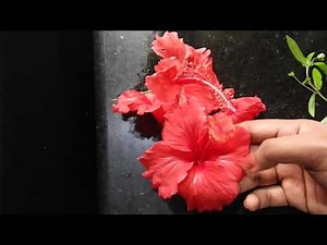 My Grandmother's Traditional Secret HAIR OIL Recipe। മുടി തഴച്ചു വളരാൻ എണ്ണ