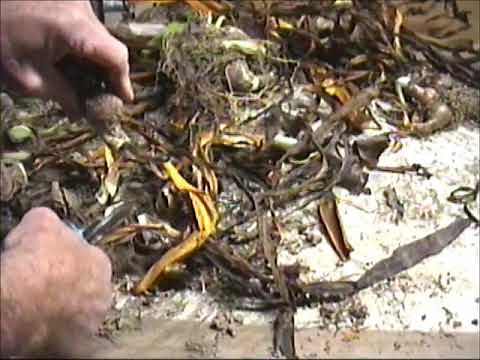 Drying, cutting back and storing amaryllis bulbs