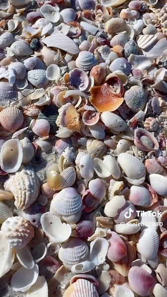 my heaven on earth. 🏝️🐚☀️🥥 | what heaven looks like