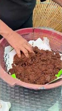 Adenium Seed Germination Step by Step