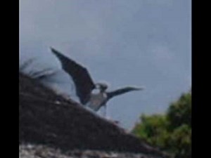 Aswang? Manananggal?