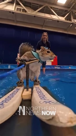 Northern News Now on Instagram: "Meet Twiggy the World Famous Water Skiing Squirrel! You have a chance to see her and learn a bit about ice safety at the Arrowhead Ice Fishing & Winter Show at the DECC. Twiggy will be performing a brand new performance alongside her new side-kick Treeo. @twiggyshow"