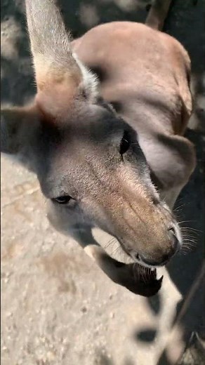 Adorable Red Kangaroo Up Close: Curious Encounter 🦘💖