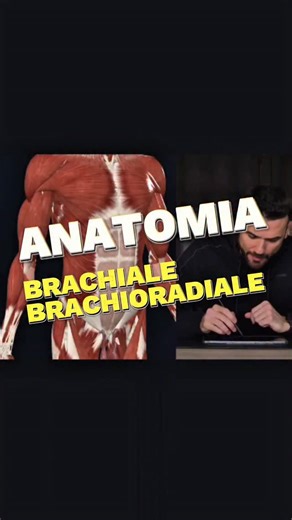 Gennaro Borriello | Biomeccanica & Coaching on Instagram: "🛑 IL BICIPITE È SOPRAVVALUTATO.. Tutti vogliono il "picco", ma nessuno cura le fondamenta. 🧠 IL PARADOSSO DEL BRACHIALE Il Muscolo Brachiale è il vero "mulo da lavoro" della flessione del gomito. È monoarticolare, puro. Non gli importa se la spalla è flessa o estesa, non gli importa nulla della prono-supinazione. Lui tira. Ma il dettaglio che ignori è strutturale: trovandosi profondamente al di sotto del Bicipite Brachiale, quando si i