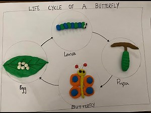 Life Cycle of a Butterfly / Life cycle of a butterfly with clay for preschoolers