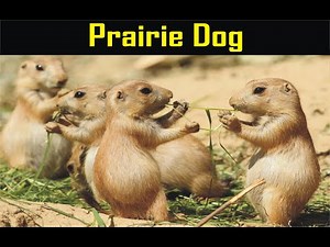 Close up of Prairie Dog - Herbivorous burrowing ground squirrels