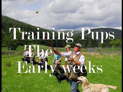 Dog Training with Oakshot Gundogs. Labrador puppy recall and retrieving.