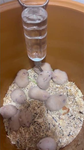 Hamster Eating Celery 🐹🥬 Cute Hamster Snack Time