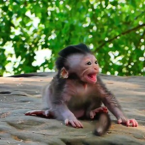 35K views · 1.2K reactions | Newborn baby monkey cried and shacking body unhappy when Mom monkey leaved. #monkey #monkeys #monkeylove #babymonkey #MonkeyLife | Emery Monkey | Facebook