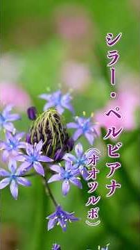 シラー・ペルビアナ（オオツルボ）#flowers ＃花＃春の花々＃自然＃癒し