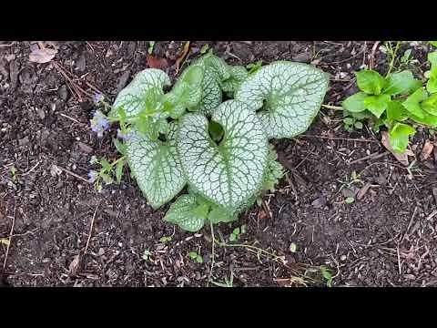 Plant Review: False forget-me-not - Brunnera