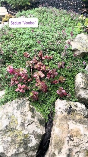 Why I love growing groundcovers between rocks