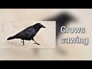 Sound of crows cawing