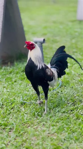 Popeye Grey Ayam: Exploring the World of Popeye Cartoons and More