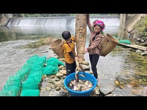 Fish trap using a hexagonal cage harvesting and selling the fish – the daily life Highland boy khai