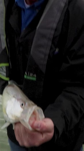 13K views · 231 reactions | Here are some tips on how to present your lure to a crappie! #crappiefishing #fishing | Kentucky Afield | Facebook