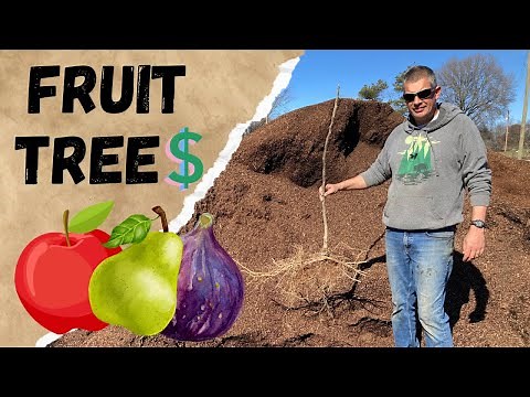 Making money selling FRUIT TREES!!