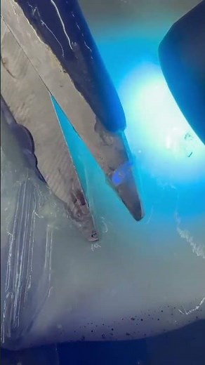 スルメイカの身に中に入り込んでいる寄生虫アニサキスを引っ張り出します。糸のような形状ですが、これは生きており動きます。これが口の中に入り胃の壁に穴をあけ、のたうち回るの激痛を引き起こします。