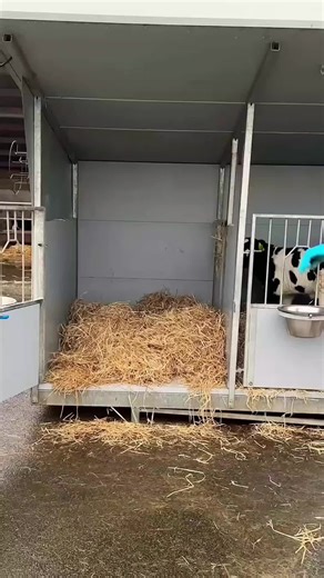 Exploring Life on a Cow Farm