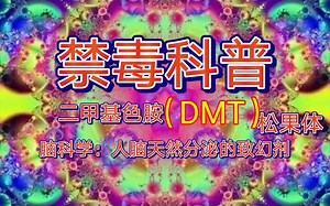 《禁毒科普-脑科学》二甲基色胺（DMT），人脑天然分泌的致幻剂，松果体知识。