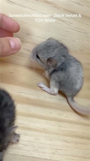 Black Velvet and TOV Mosaic Baby Chinchillas