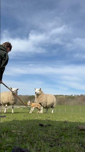 Catching a sheep with a shepherd crook