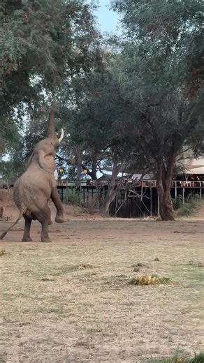 Just another beautiful day life on the wild side Book your dream safari 7 Days Tour Mara-Lake Naivasha - Amboseli National park Low season safari offers From as low as 1,350 USD From Naivasha’s serene lakes and Nakuru National Park’s home to Rhinos to the wild wonders of Masai Mara and Amboseli, we’ve got your perfect weekend escape covered! 🦁 ✓Masai Mara National Reserve – Iconic Big Five safaris, migration views, luxury lodges ✓Amboseli National Park – Elephants with Mt. Kilimanjaro backdrop 