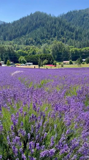 This Friday kicks off Southern Oregon’s Lavender Festival. Follow the Southern Oregon Lavender Trail to Applegate Valley and take in the sights, smell, and taste of lavender. Explore a sea of purple at 6 different lavender farms and enjoy classes, live music, food, and demos at farms around Grants Pass! Learn about the festival schedule on our website: https://visitgrantspass.com/blog/2023-festival-guide/ 📸: Video taken at English Lavender Farm #takeanewroute #visitgrantspass | Visit Grants Pas