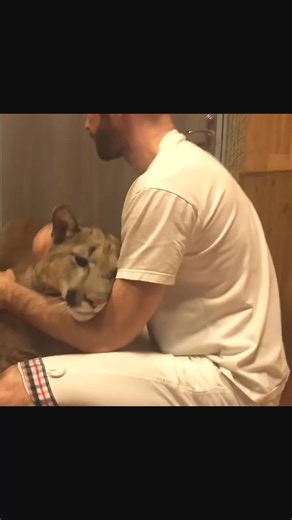 Who asked for a purring cat? Here you go! #tiger #lion #panther #animal #pets #lionlover #lion #wildlife #tigerking #TigerFamily | Messy Messy