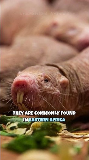 Naked Mole Rat | World's Ugliest Rat #shorts