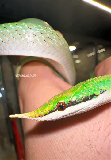Discover the Alien-Looking Rhino Rat Snake
