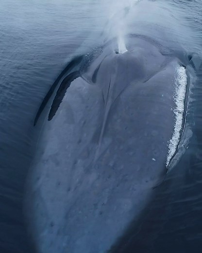 52M views · 283K reactions | The blue whale is the largest animal known to have ever existed. They can reach a maximum confirmed length of 98 feet and weigh up to 190 tons.   by @dolphindronedom/IG | Science Channel | Facebook