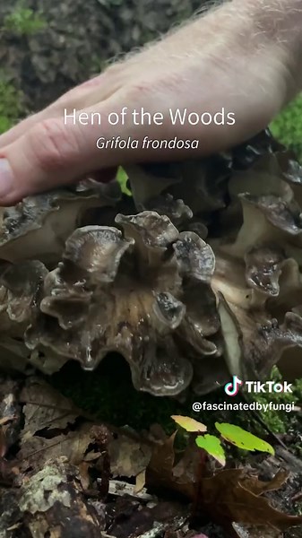 “Tap tap cronch” ASMR mega mix of New England fall mushrooms. My hope is that this rapid fire exposure to many different mushroom types will help train your eye and start to recognize some of the basic forms that mushrooms take. Exemplified here are gilled mushrooms, boletes (with pores), tooth mushrooms, gasteroids (internal spores like puffballs), and polypores. I intentionally did not include edibility information because this compilation moves too quickly to express the varying degrees of ed