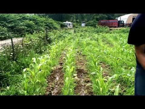 How to fertilize sweet corn. June 26, 2015. Side dressing with urea