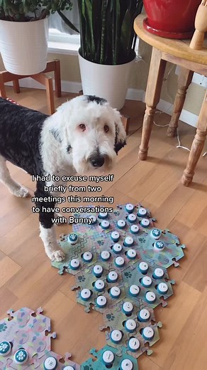 I am Bunny on TikTok