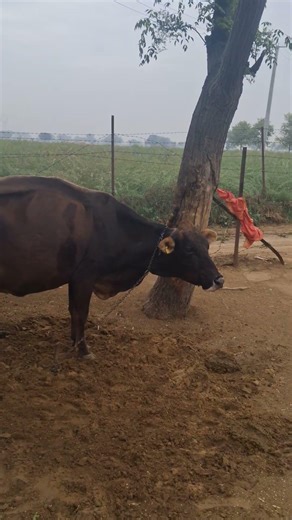 Gau Mata Seva #radheradhe #shorts #gaumata #vrindavan