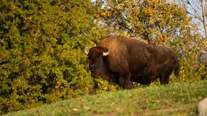 Bison euthanized at Columbus Zoo and Aquarium