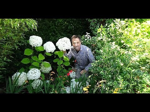 Why every garden should have a Crocosmia