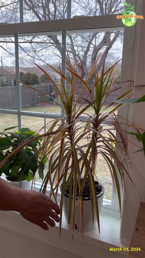 4.7K views · 32 reactions | Plant Care : Dracaena Marginata Tree Growing in LeCA #leca #dracaena #Leca #indoorgardening #houseplants #plantslover #plants #thegreenearth_official #indoorplants #gardening | The Green Earth | Facebook