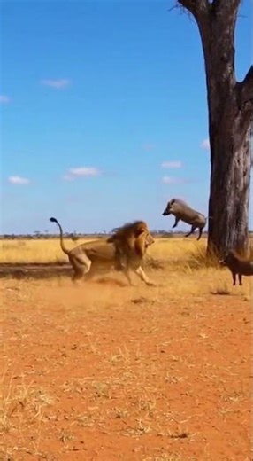 Crazy and funny animals.クレイジーで笑える動物 Hilarious pet moments caught on camera