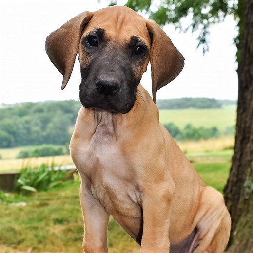 Great Dane Puppies for Sale by Breeders | PuppySpot