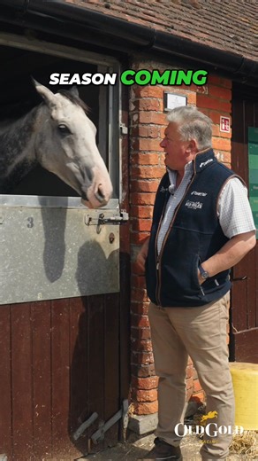 CALDWELL POTTER: Paul Nicholls talked us through his plans for the season with some of his top horses, including targets and big races! Watch the full video on our YouTube channel! 📹 @cfc_racing https://www.youtube.com/@oldgoldracing | Old Gold Racing