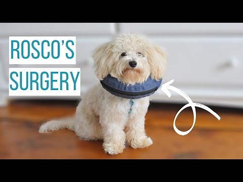 ROSCO GETS NEUTERED | What to Expect After Your Dog is Fixed