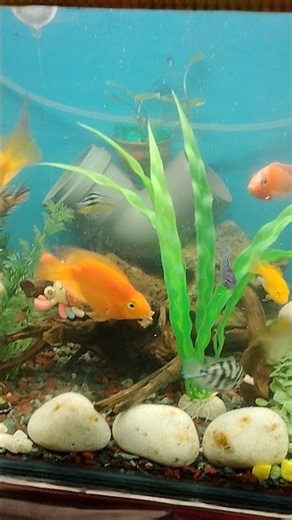 Chicken Heart feeding to Parrot and cichlid fish...@MonsterFishClips @monsterfishtank5037