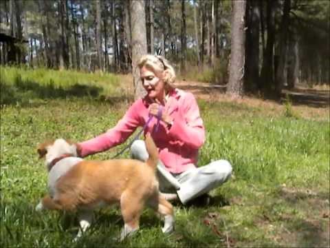 Great Pyrenees Aussie Mixed Puppy