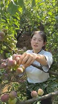Life Doesn't Get Easier — You Just Get Stronger. A Day of Plum Picking in a Chinese Village